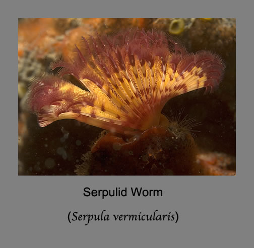 serpulid worm